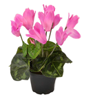 Potted Cyclamen - Pink 