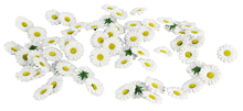Scatter Daisies - White