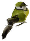 Yellow and Green Garden Bird with Clip 