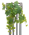 Grape Vine Bush - 60cm 