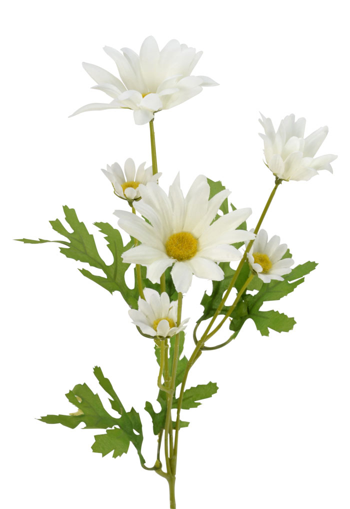 Marguerite Daisy Flower Stem 50cm - Flowers