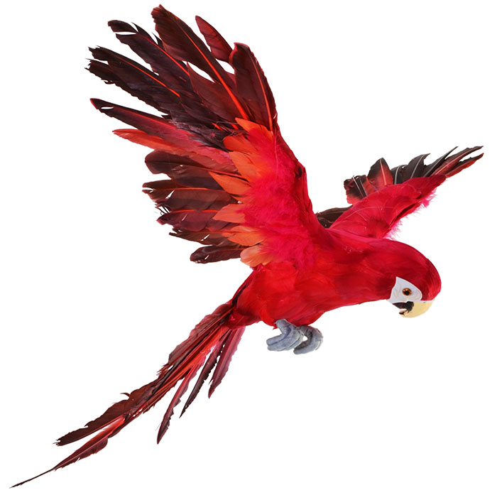 Large Red Flying Parrot - Parrots