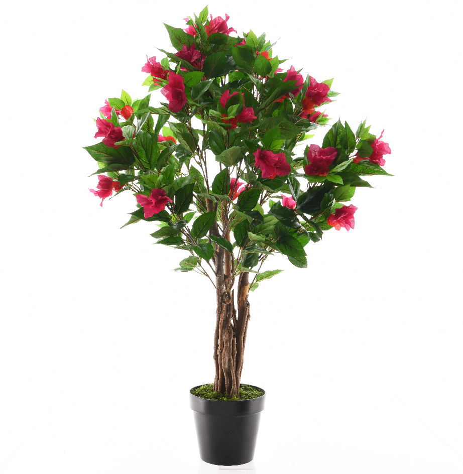 Bougainvillea Tree 85cm - Flowering Blossom Trees