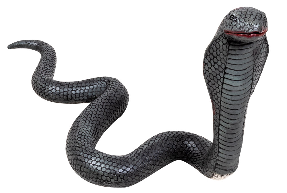 white and black cobra snake