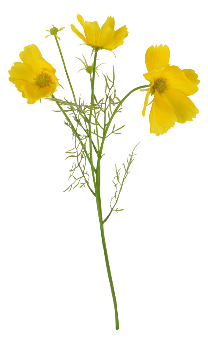 Yellow Cosmos Flower Stem 12cm - Flowers