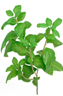 Basil Herb Plant 