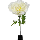 Giant Cream Peony - 125 x 40cm 