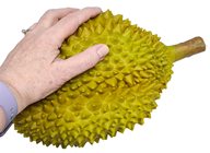 Fake Durian, Green 