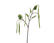 Green Bean Branch 