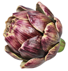 Purple Artichoke 