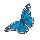 Blue Feather Butterfly - 16cm 