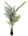 Areca Palm Tree - 150cm 