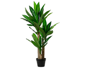 Dracaena Plant in Pot - 105cm 