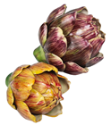 Purple Artichoke 