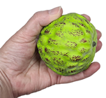 Fake Custard Apple Cherimoya 