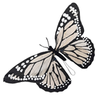 Blush White Feather Butterfly - 16cm 