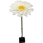 Giant White Gerbera Daisy 