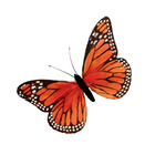 Orange Feather Butterfly - 16cm 