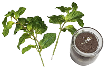 Mint in Jar, Removable 