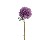 Lilac Chrysanthemum Flower 