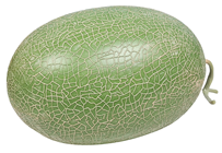 Green Melon - 26 x 17cm 