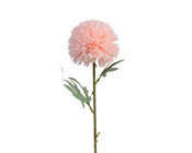 Pink Chrysanthemum Flower 