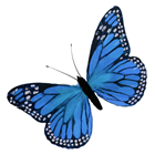 Blue Feather Butterfly - 30cm 