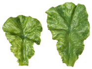 Fake Lettuce Leaves - Pk.6 