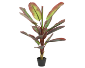 Red Banana Plant in Pot - 120cm 