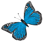 Blue Feather Butterfly - 56cm 