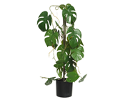 Monstera Plant in Pot - 64cm 