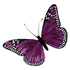 Lilac Feather Butterfly - 30cm 