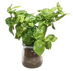 Basil in Jar, Removable 