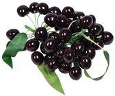 Black Cherry Branch 