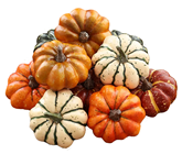 Autumn Display Pumpkins - Pk.10 