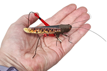 Fake Red-Brown Grasshopper 