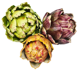 Green/Yellow Artichoke 