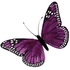Lilac Feather Butterfly - 56cm 