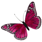 Pink Feather Butterfly - 30cm 