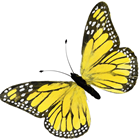 Yellow Feather Butterfly - 56cm 