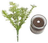 Dill in Jar, Removable 