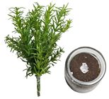 Rosemary in Jar, Removable 