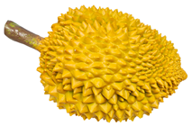 Fake Durian, Yellow 