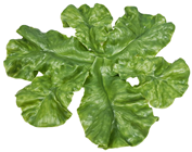 Fake Lettuce Leaves - Pk.6 