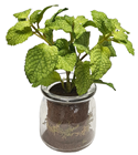 Mint in Jar, Removable 