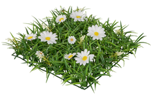 Grass Square with White Daisies 
