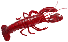 Plastic Lobster - 50cm 