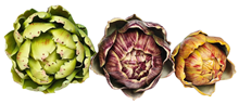 Artichoke 