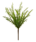 Rosemary Herb Plant 