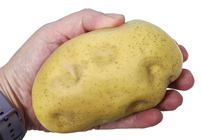 Large Fake Potato 